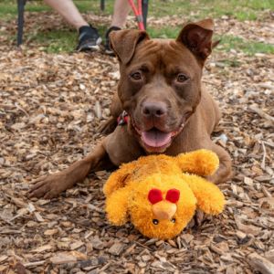Macco is a chocolatey brown handsome boy with a zest for life Hes 55 lbs and 2 years old and