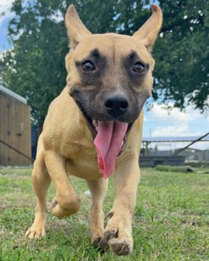 Prim, Baby Female Mixed Breed