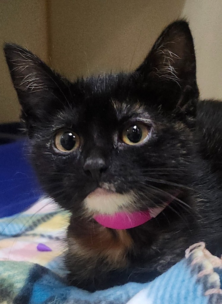 Bellatrix