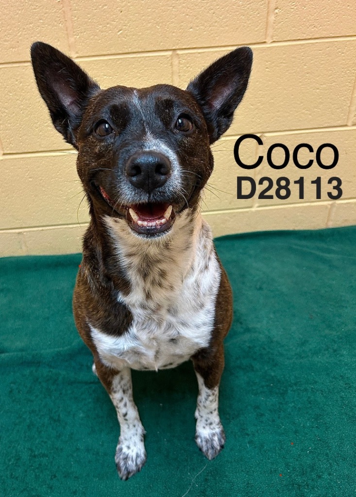 Coco