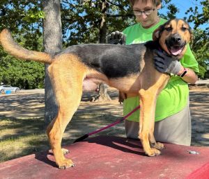 Hux (2401 W 31st), Adult Male Hound
