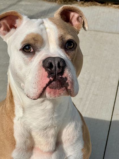 Petey