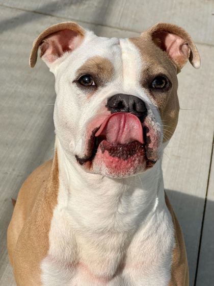 Petey