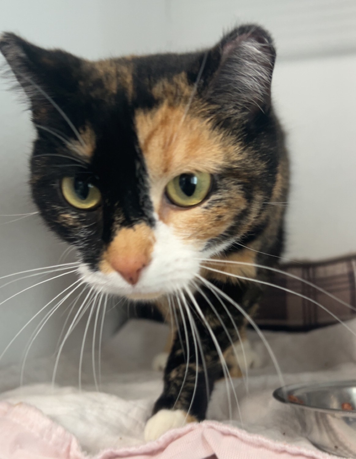 Perdy, an adoptable Tortoiseshell in Dillon, MT, 59725 | Photo Image 1