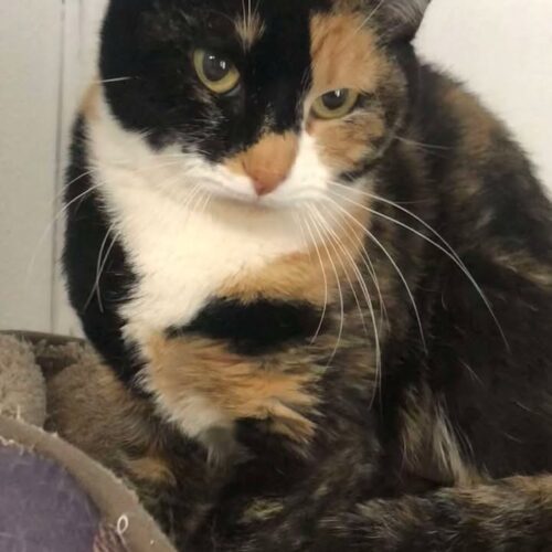 Perdy, an adoptable Tortoiseshell in Dillon, MT, 59725 | Photo Image 2