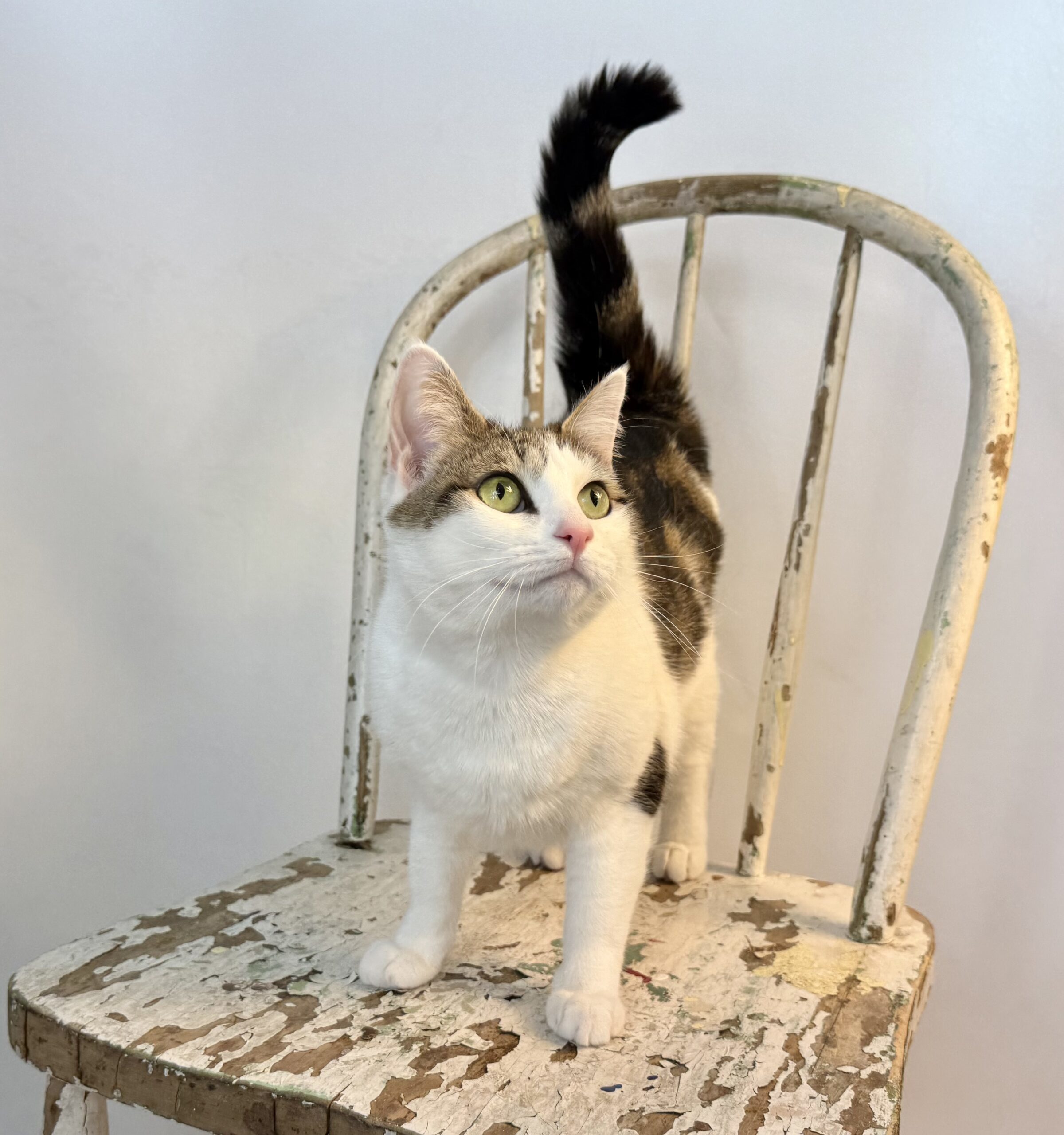 Baby, an adoptable Tabby in Dillon, MT, 59725 | Photo Image 1