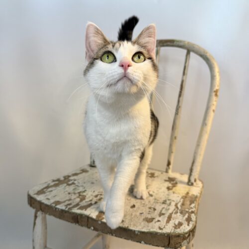 Baby, an adoptable Tabby in Dillon, MT, 59725 | Photo Image 2