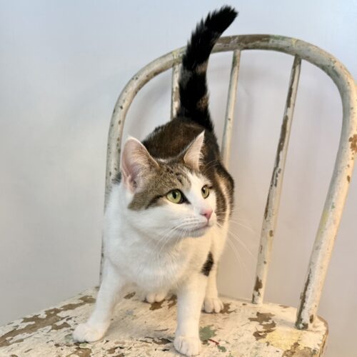 Baby, an adoptable Tabby in Dillon, MT, 59725 | Photo Image 3