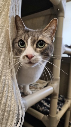 Bibi