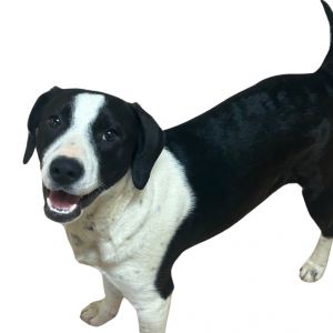 DIEGO, Young Male Pointer