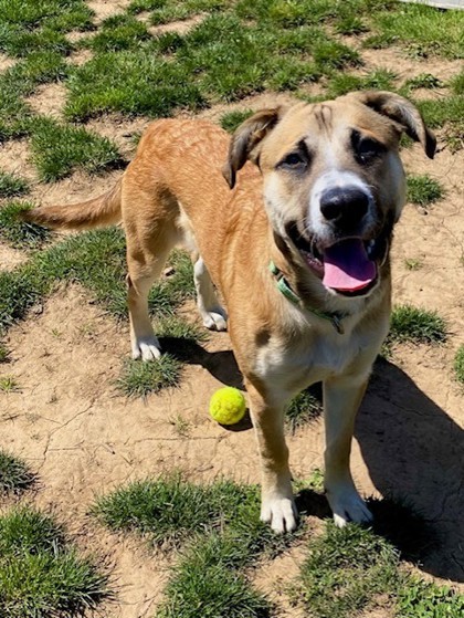 Vinny, an adoptable Mixed Breed in Eugene, OR, 97402 | Photo Image 2