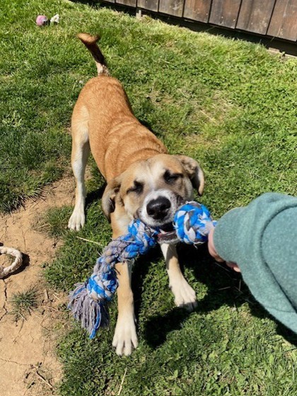 Vinny, an adoptable Mixed Breed in Eugene, OR, 97402 | Photo Image 3