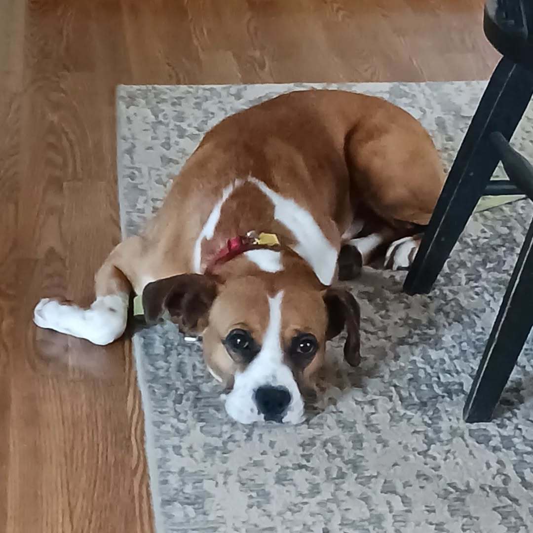 Buddy