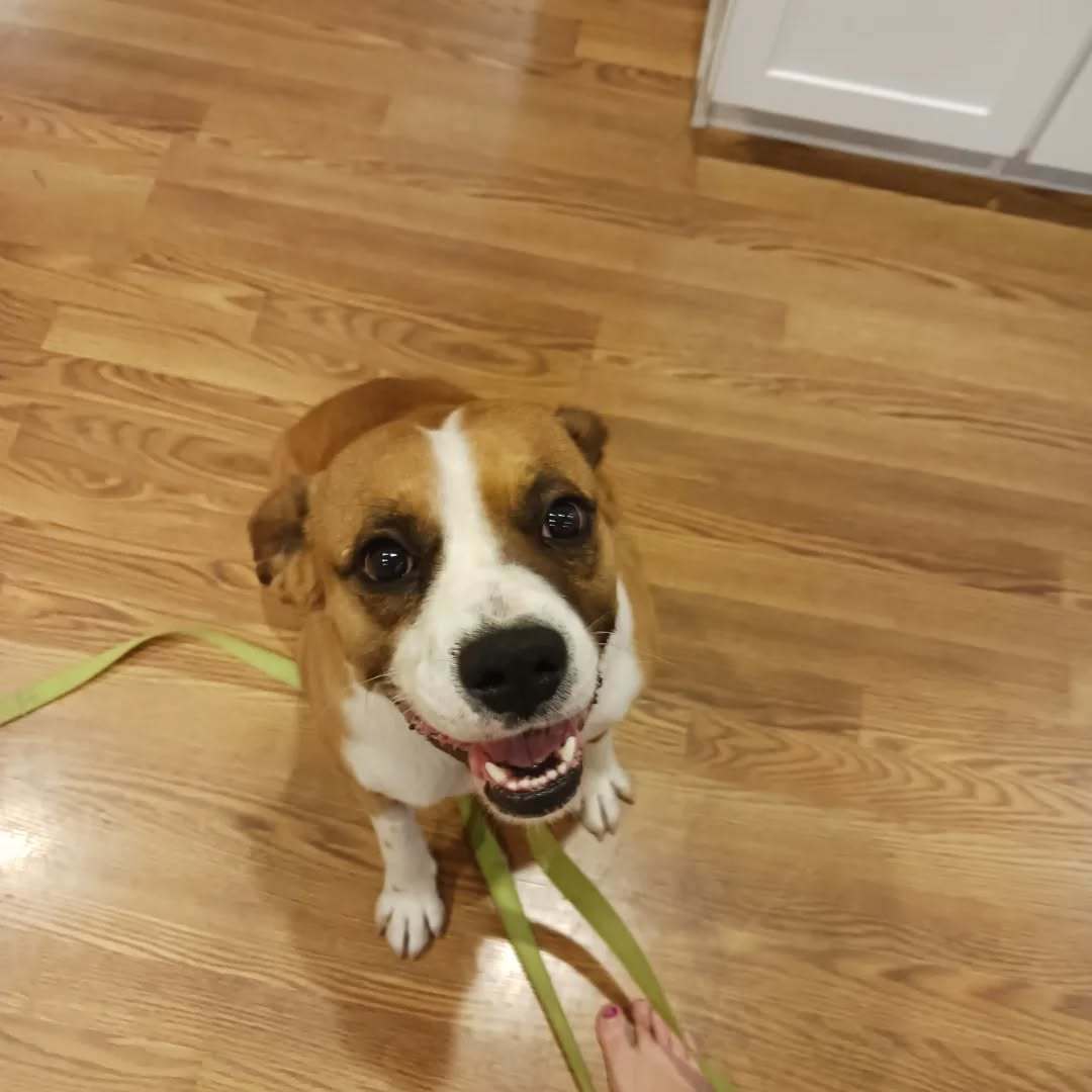 Buddy