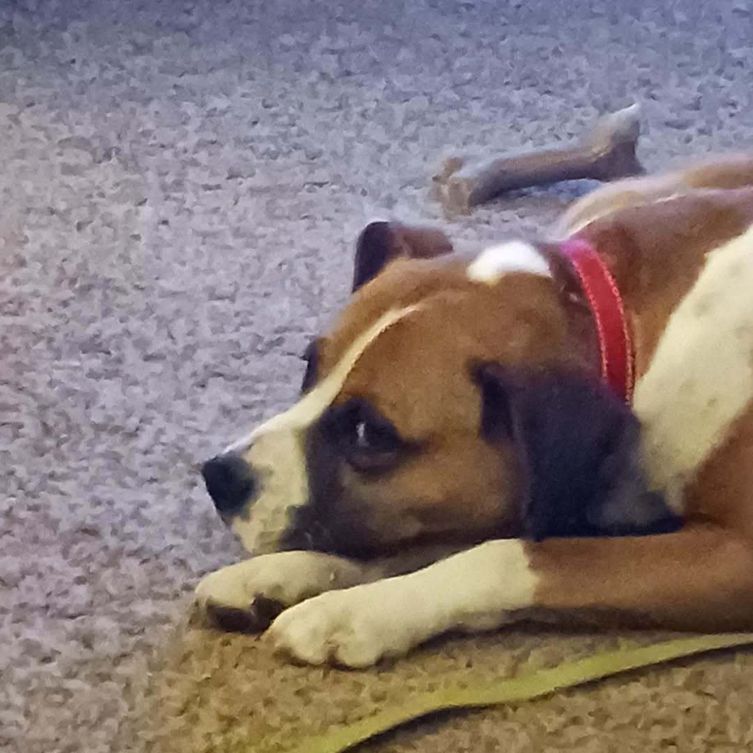 Buddy