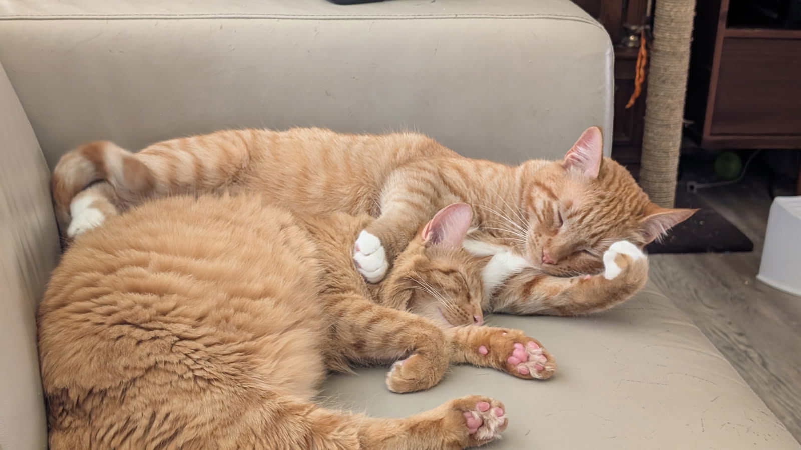 Ricky and Lucy