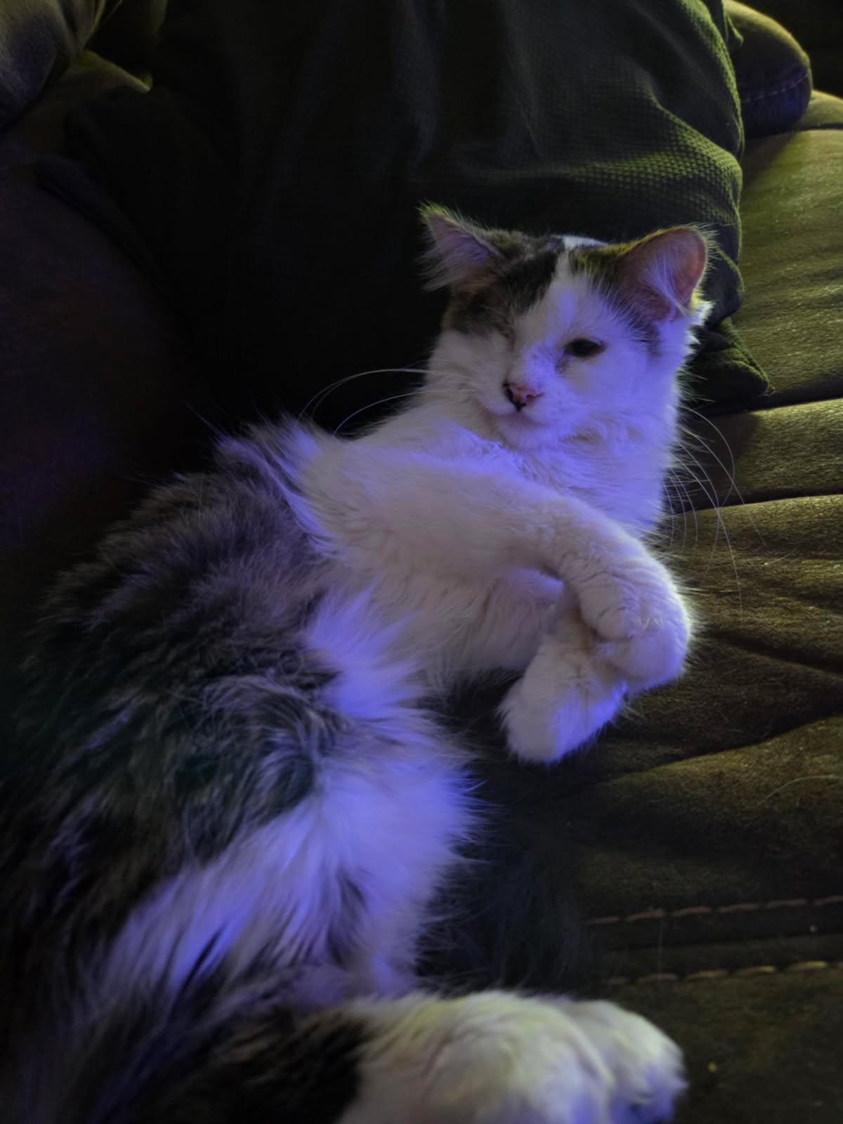 Princess Grace, an adoptable Munchkin, Maine Coon in Buena Park, CA, 90620 | Photo Image 1