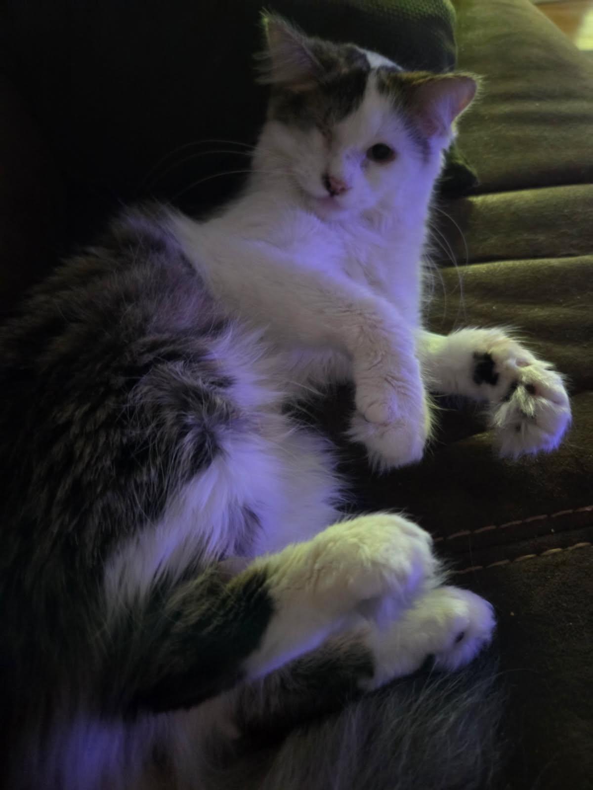 Princess Grace, an adoptable Munchkin, Maine Coon in Buena Park, CA, 90620 | Photo Image 2