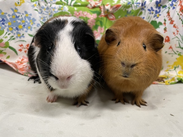 Caramel & Gerald