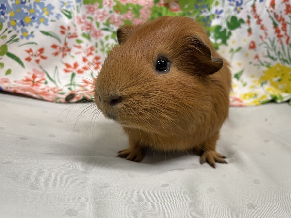 Caramel & Gerald