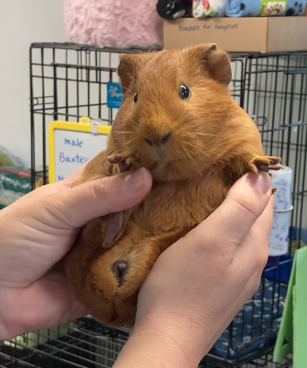 Caramel & Gerald