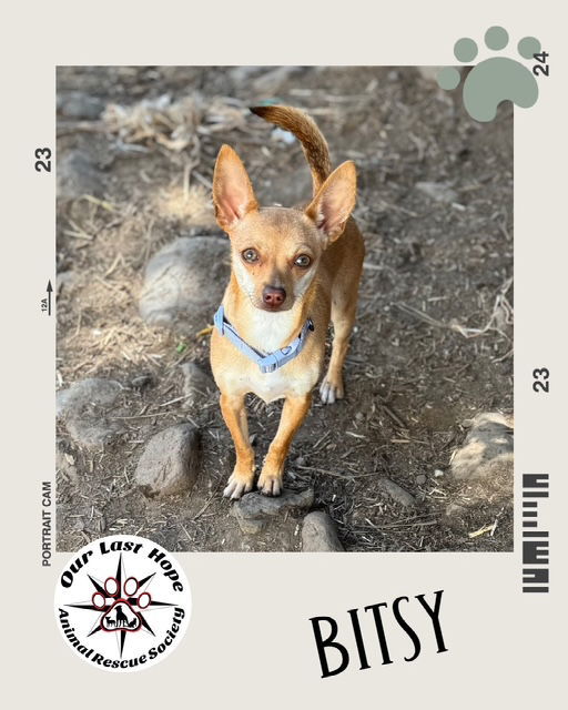 Bitsy