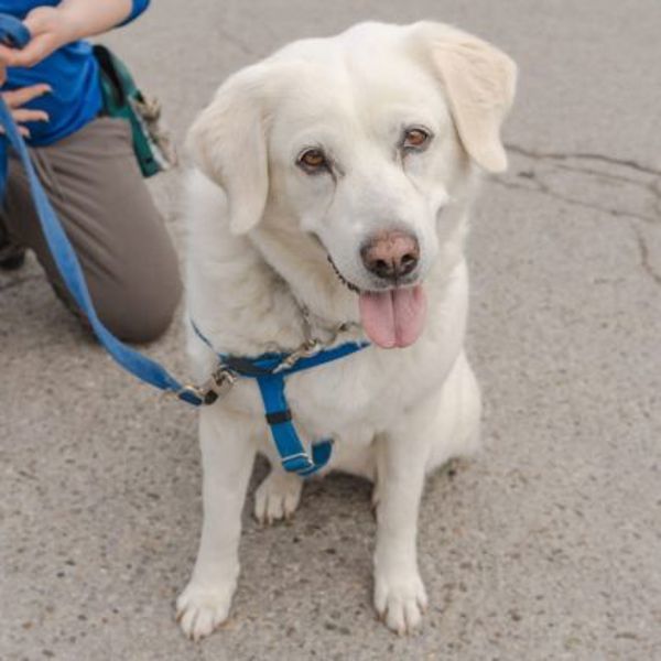 Ruby (palliative Adoption - Waived Fee)