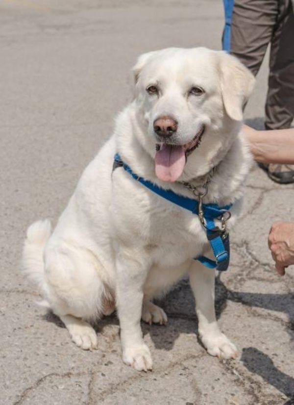 Ruby (palliative Adoption - Waived Fee)