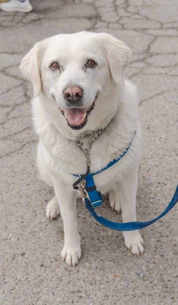 Ruby (palliative Adoption - Waived Fee)