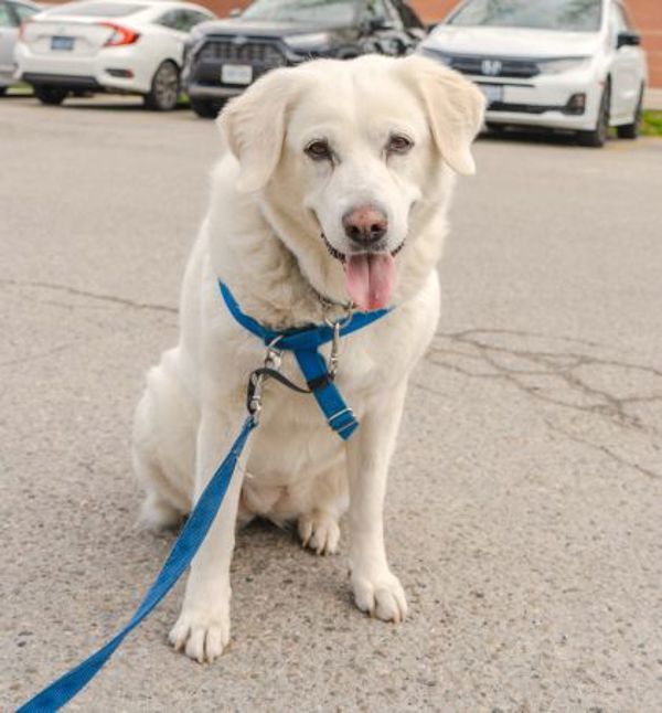 Ruby (palliative Adoption - Waived Fee)