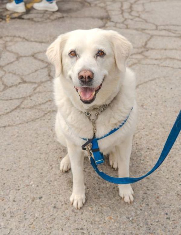 Ruby (palliative Adoption - Waived Fee)
