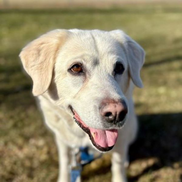 Ruby (palliative Adoption - Waived Fee)