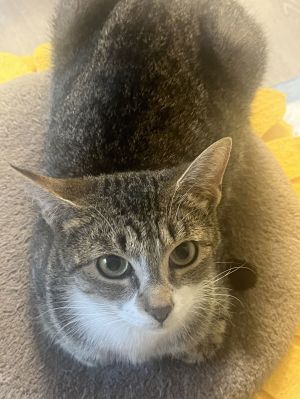 Lilas Domestic Short Hair Cat