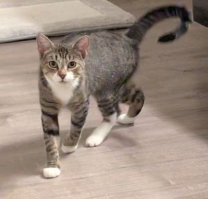 Lilas, Adult Female unknown