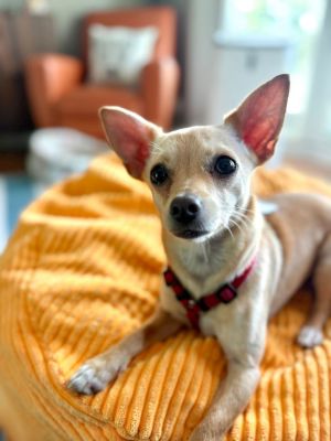 Meet Puck This little sweetie is so adorable Little Puck is an 8 month old Chihuahua who just love