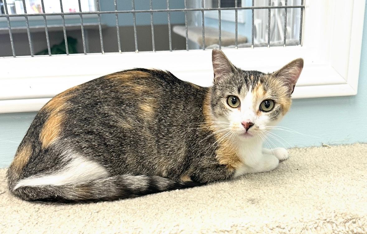 Rizzo, an adoptable Calico, Tabby in West Hills, CA, 91307 | Photo Image 1