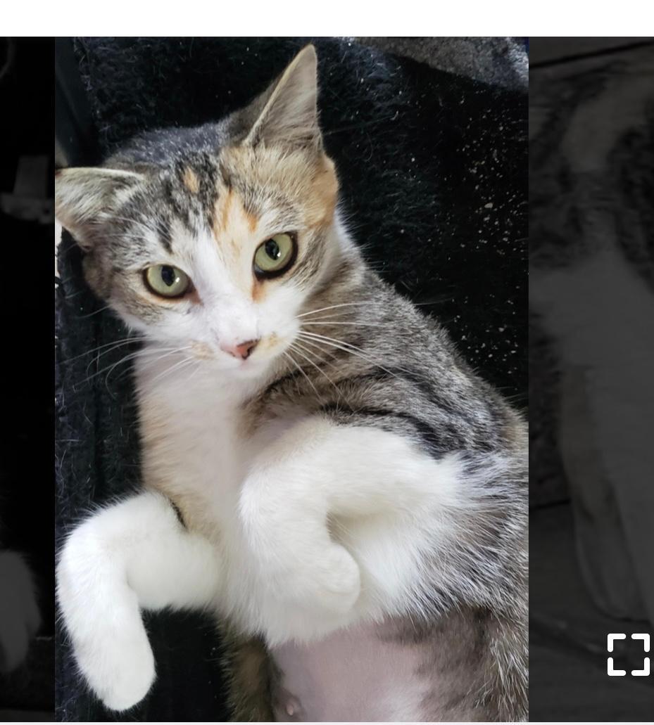 Rizzo, an adoptable Calico, Tabby in West Hills, CA, 91307 | Photo Image 2