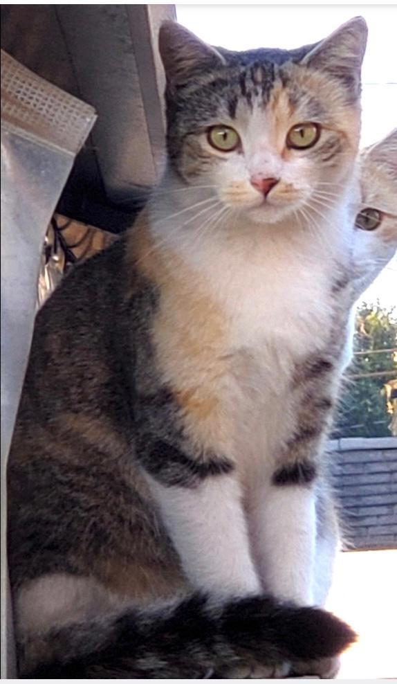 Rizzo, an adoptable Calico, Tabby in West Hills, CA, 91307 | Photo Image 3