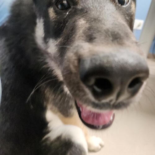 Pablo