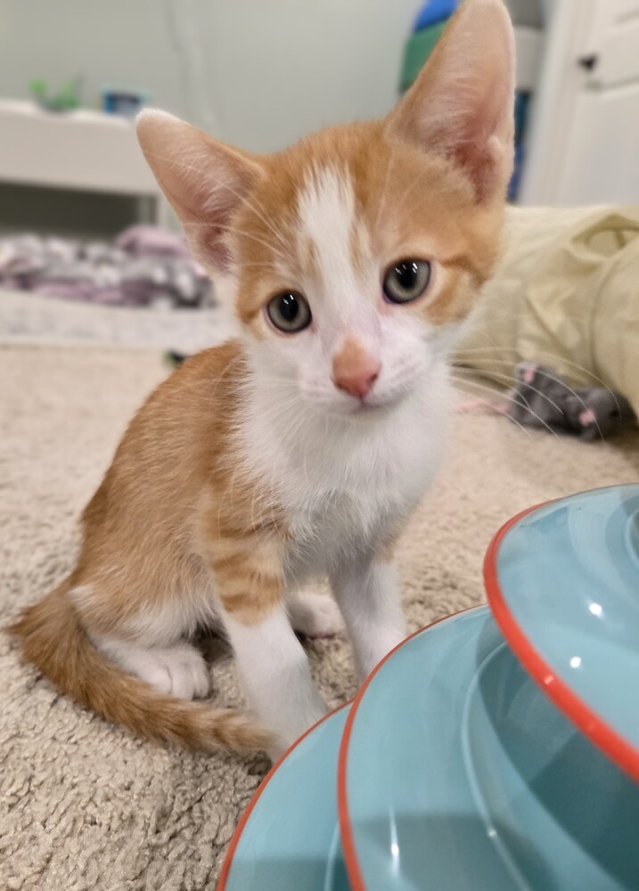 Sparrow (bonded to Robin)