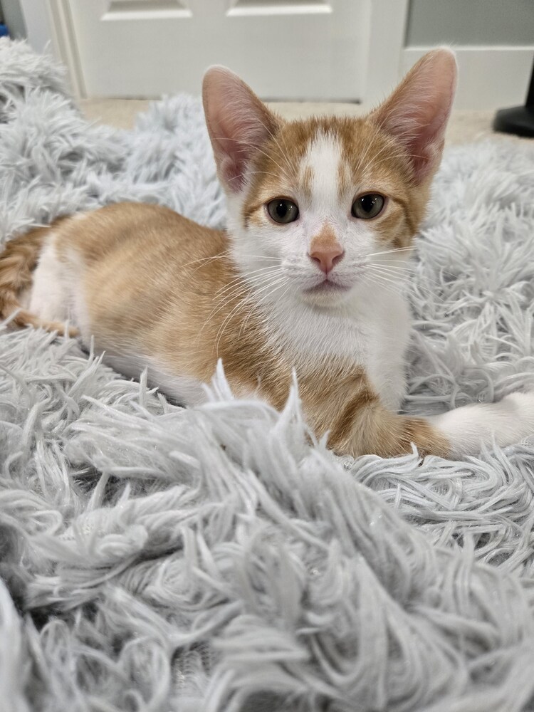 Sparrow (bonded to Robin)