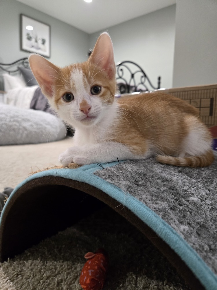 Sparrow (bonded to Robin)