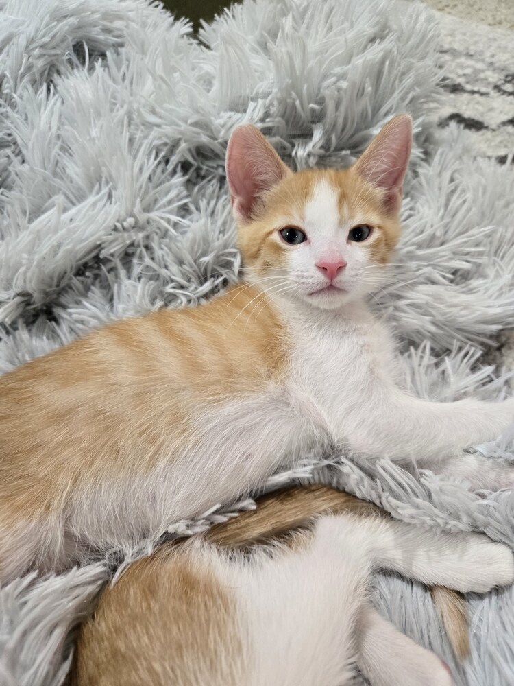 Robin (bonded to Sparrow)
