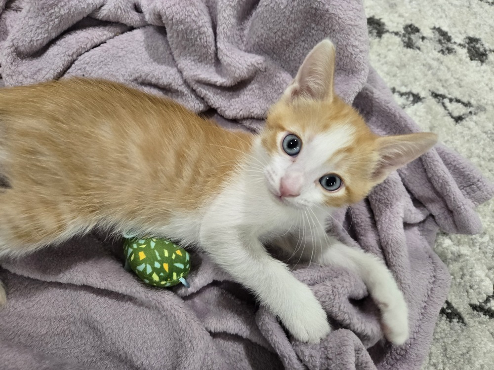 Robin (bonded to Sparrow)
