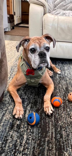 Sydney 10 years old Female Good with other dogs Fostered in Williams OR Shes been waiting for some