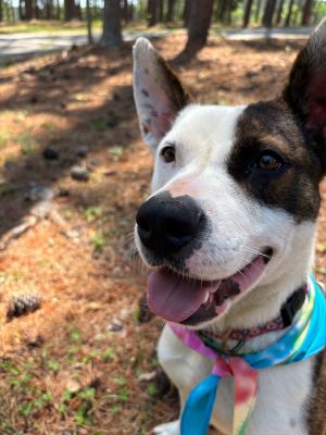 Courtesy Post Petey is an affectionate pup looking for a family of his own He loves to be pet esp