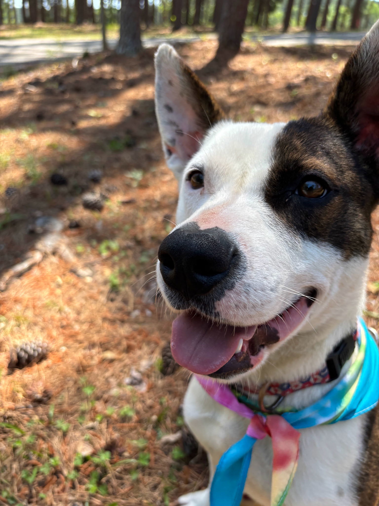 Courtesy Listing: Petey