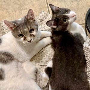 Tiabeanie and Odval are a bonded sister and brother who need lots of lovies snuggling playing and