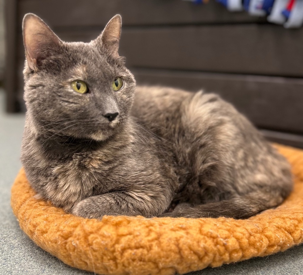 Kippy (fka Daphne), an adoptable Domestic Short Hair in Cumberland, ME, 04021 | Photo Image 1