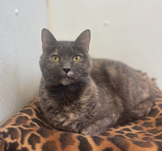 Kippy (fka Daphne), an adoptable Domestic Short Hair in Cumberland, ME, 04021 | Photo Image 1